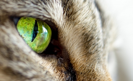 The eye - skin, animal, pisica, green, eye, cat