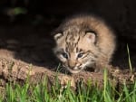 Lynx cub