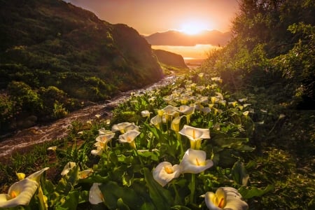 Nature's music - calla lily, pretty, amazing, beautiful, creek, stream, lovely, mountain, brook, flowers, music, glow, sunset, sky