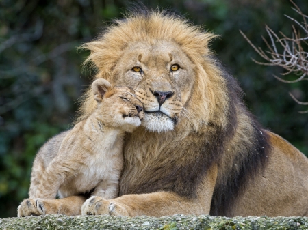 Father and Son - animal, cub, leo, lion