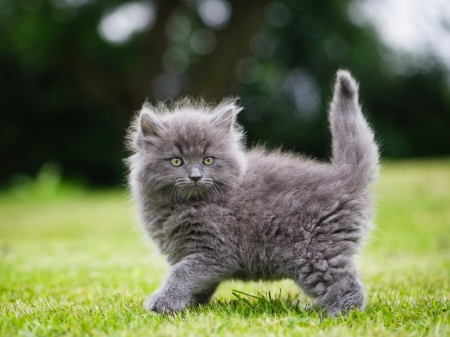 Fluffy Gray Kitten