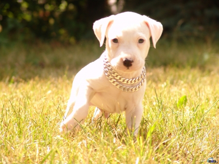 The Puppy on the Grass - animal, grass, puppy, dog