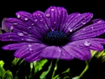 Drops on Purple Gerbera