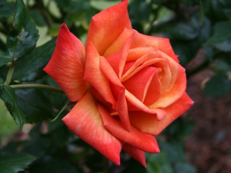 Orange Rose - nature, petals, orange, flowers, rose