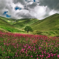 Clouds over Mountain Meadow of Pink Flowers