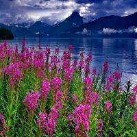 Lake shore Flowers