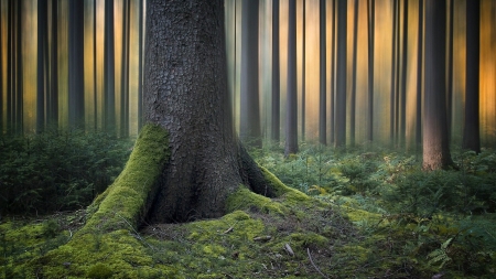 Morning in the forest - nice, landscape, sunlight, trees, trunk, moss, nature, amazing, cool, forest, beautiful, awesome, grass, sunrise