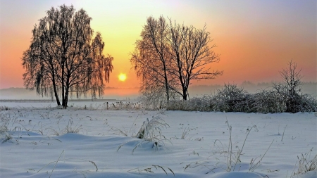 Winter sunrise - horizon, esome, amazing, landscape, snow, sunrise, sunsets, trunks, plants, nice, sky, sun, trees, winter, beautiful, photography, colors, cool, silhouettes, cold, leaf