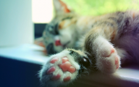 Sleeping cat - paw, sleep, cat, animal, pisica, cute