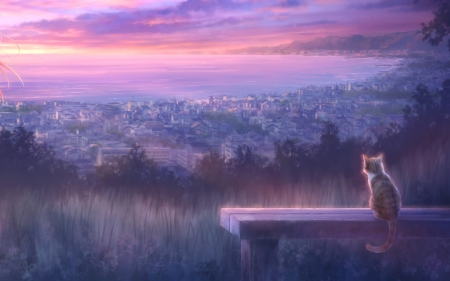 Sunrise - anime, sunrise, morning, tagme, pink, cat, bloue, manga, pisica, animal, luminos