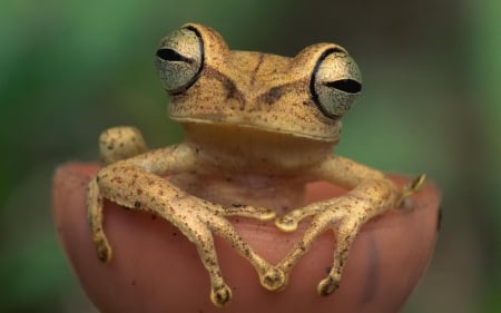 crazy frog - crazy, cute, animal, frog