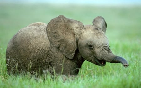 baby elephant - grass, animal, elephant, baby