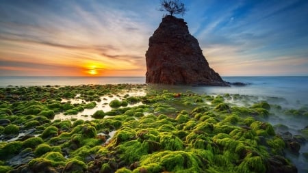 Stones on the Beach Scenery - stone, beach, landscape, mountain, moss, sunset, nature, green, tree