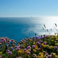 Sea Beach Flowers