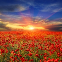 Poppy Field at Sunset