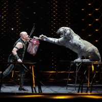 White tiger at the circus