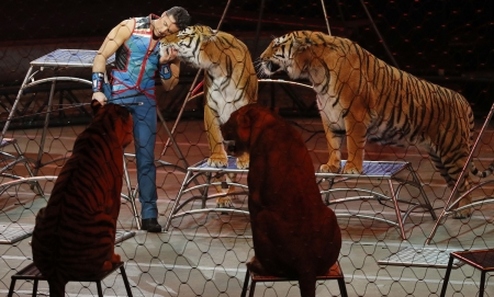 Trainer hugs tiger at final circus performance - Trainer, Hugs, Tiger, Final circus show