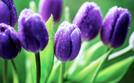 Drops on Blue Tulips