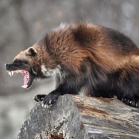 Wolverine Found In Michigan