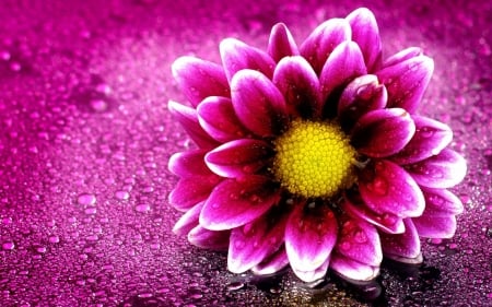 Pink Flower - flower, pretty, pink, cool, fun, nature