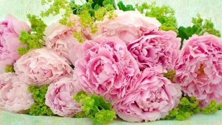 Pink Peonies - flowers, pretty, fun, nature, Pink, cool, Peonies