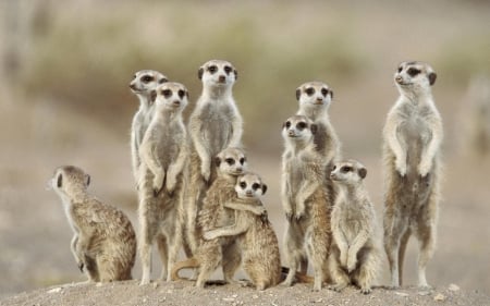 meerkat family - rodent, animal, family, meerkat