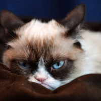 grumpy cat