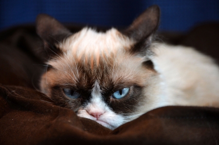 grumpy cat - siamese, grumpy, feline, cat