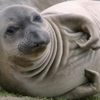 harp seal