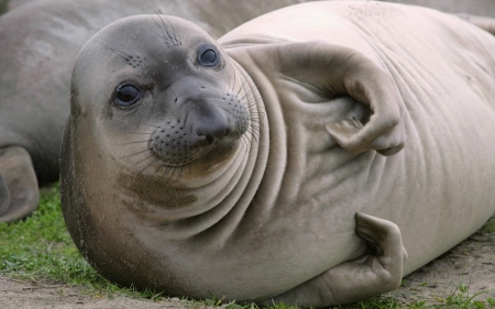 harp seal - harp, grass, animal, seal