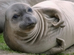 harp seal