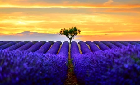 Lavender field - summer, flower, landscape, peisaj, yellow, blue, field, lavender, tree