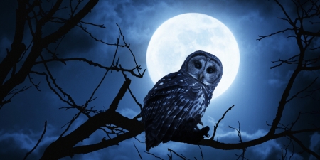 Owl - black, bird, owl, night, luna, blue, white, pasare, moon, branch