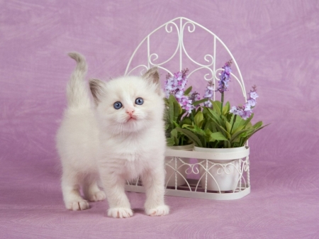 Kitten - cat, pisica, kitten, deco, white, pink, animal, cute, flower