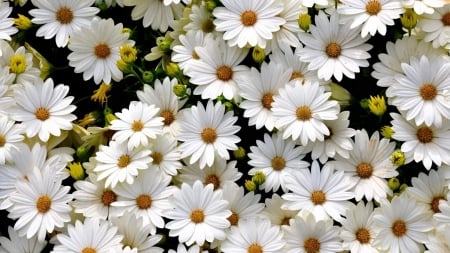 Pretty margaritas - white, asters, margaritas, pretty, flowers, daisies