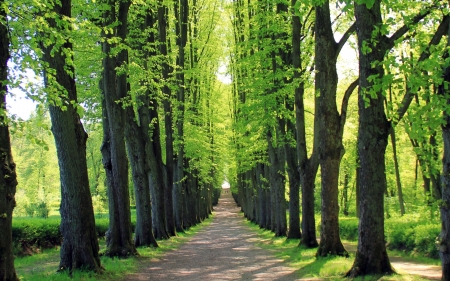 Tree Alley - trees, nature, alley, green