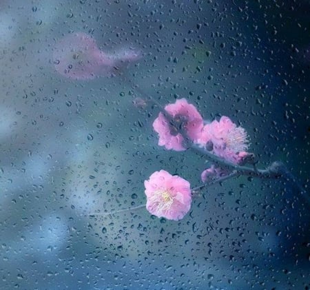 Spring Rain - flowers, nature, photography, rain, beauty