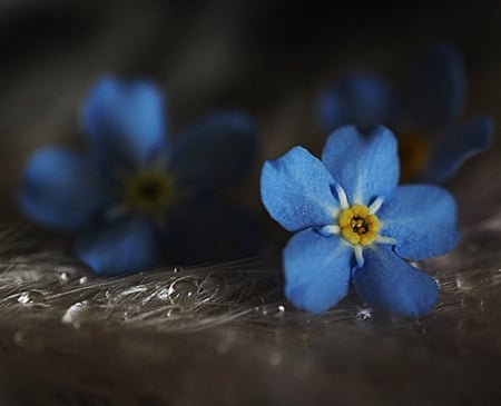 Blue Flower - flowers, blue, photography, beauty, cool, still life