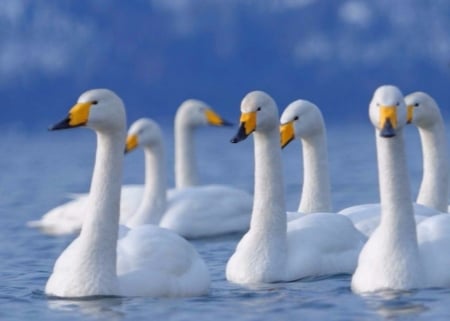 Swans - white, animals, water, swans, birds