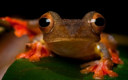 Frog - animal, orange, frog, amphibian