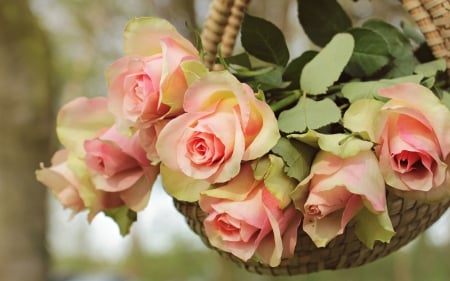 Roses - basket, trandafir, rose, flower, pink