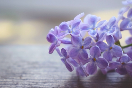 â€¢áƒ¦âœ¿áƒ¦â€¢ - nature, petal, purple, flower