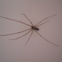 My home friend - spider