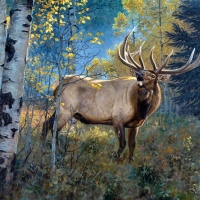 September Song - Elk F