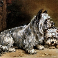 Two Terriers - Dogs