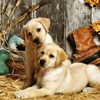 Hunting Dogs - Puppies