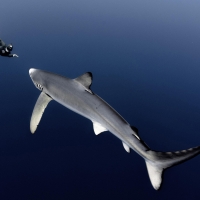 Blue shark encounter