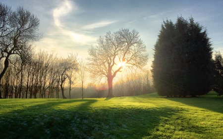 Sunlight Meadow - sunlight, nature, fields, grass, meadow