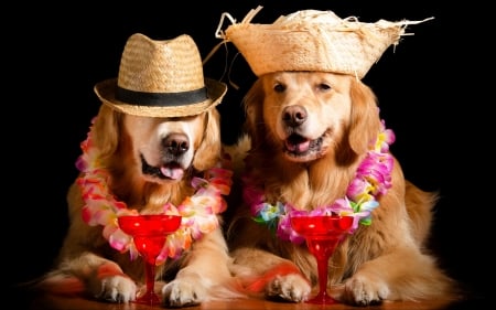 Enjoy your summer! - summer, red, glass, flower, funny, animal, drink, cute, black, caine, golden retriever, hat, couple, dog