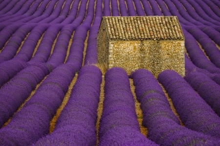 Lavender field - lavender, purple, summer, landscape, field, flower, pink, cottage